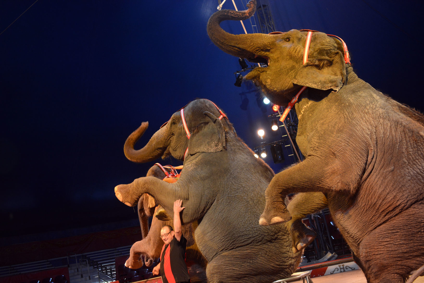 Armando Loyal elephants Circus World